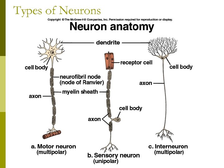 Types of Neurons 