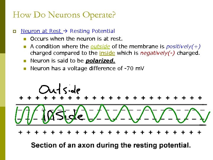 How Do Neurons Operate? p Neuron at Resting Potential n Occurs when the neuron