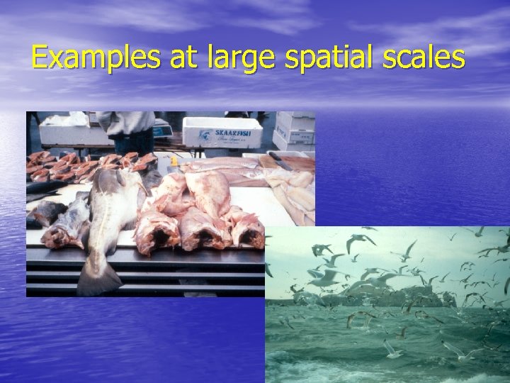 Examples at large spatial scales 