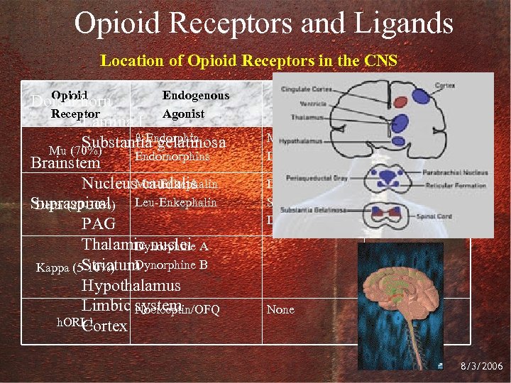 Opioid Receptors and Ligands Location of Opioid Receptors in the CNS Opioid Endogenous Dorsal