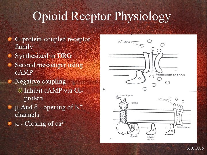 Opioid Recptor Physiology G-protein-coupled receptor family Synthesized in DRG Second messenger using c. AMP