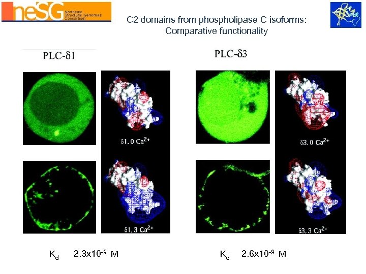 C 2 domains from phospholipase C isoforms: Comparative functionality Kd 2. 3 x 10