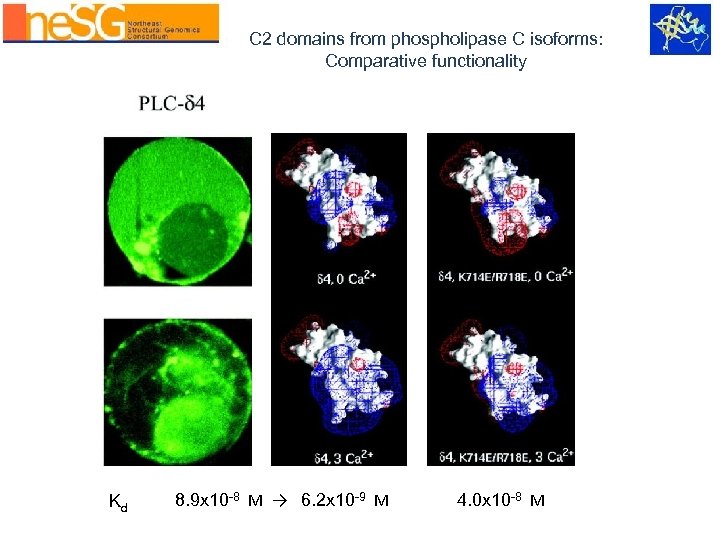 C 2 domains from phospholipase C isoforms: Comparative functionality Kd 8. 9 x 10