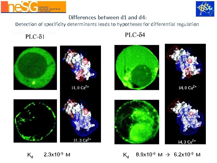 Differences between d 1 and d 4: Detection of specificity determinants leads to hypotheses