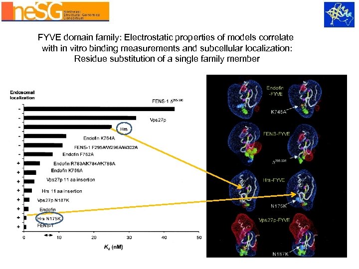 FYVE domain family: Electrostatic properties of models correlate with in vitro binding measurements and