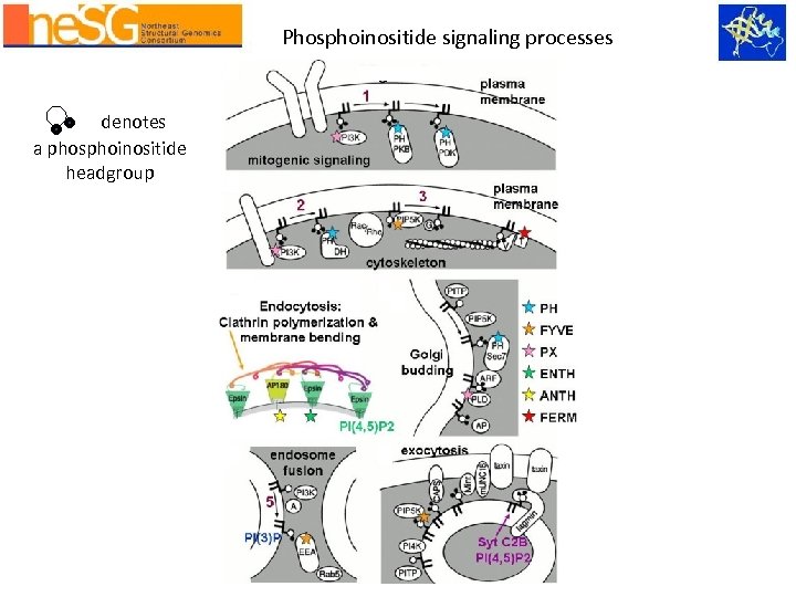 Phosphoinositide signaling processes denotes a phosphoinositide headgroup 