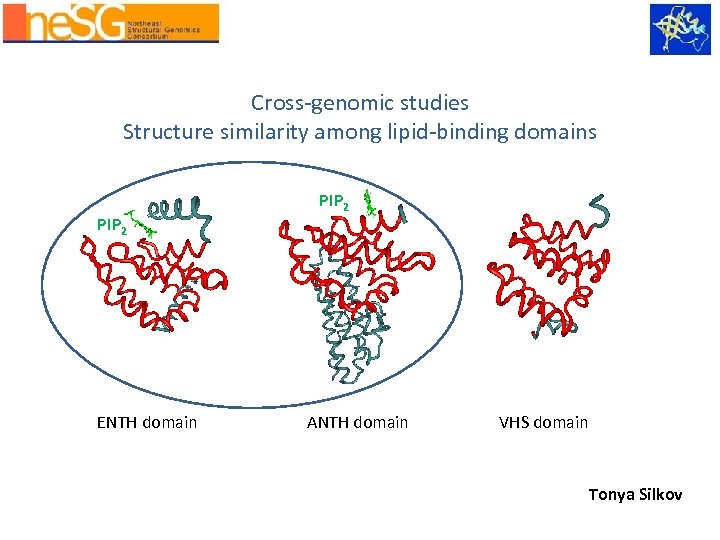 Fig. 1 Cross-genomic studies Structure similarity among lipid-binding domains PIP 2 ENTH domain PIP