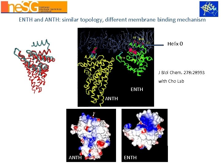 ENTH and ANTH: similar topology, different membrane binding mechanism Helix 0 J Biol Chem.