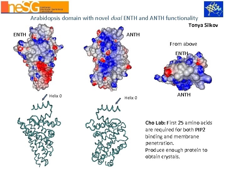 Arabidopsis domain with novel dual ENTH and ANTH functionality Tonya Silkov ENTH ANTH From