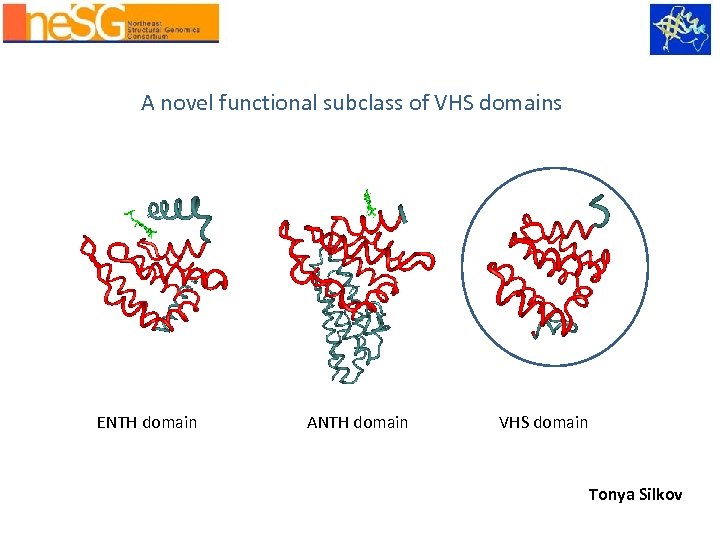 Fig. 1 A novel functional subclass of VHS domains ENTH domain ANTH domain VHS