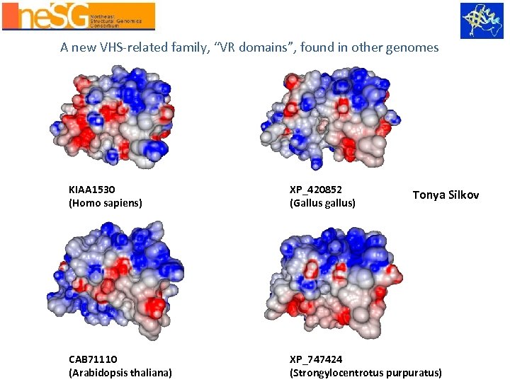 A new VHS-related family, “VR domains”, found in other genomes KIAA 1530 (Homo sapiens)