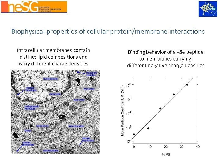 Biophysical properties of cellular protein/membrane interactions Intracellular membranes contain distinct lipid compositions and carry