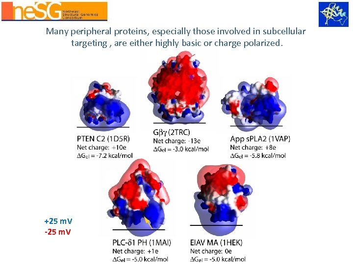 Many peripheral proteins, especially those involved in subcellular targeting , are either highly basic