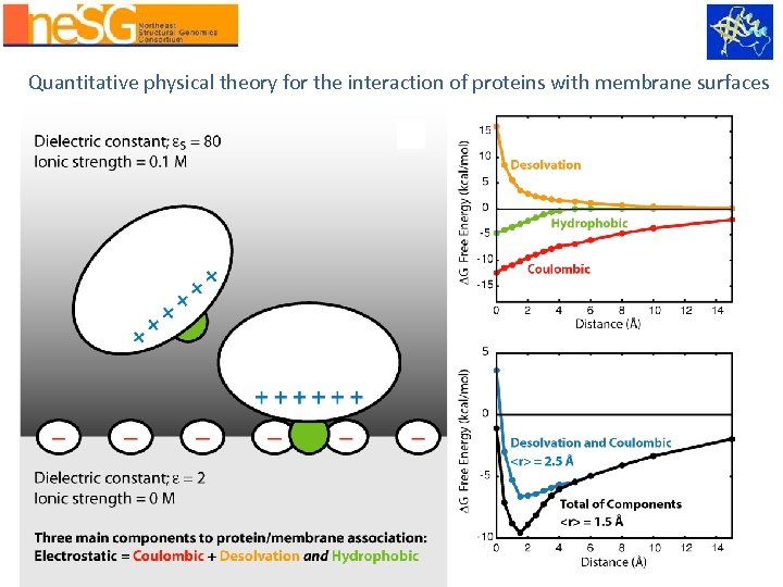 Quantitative physical theory for the interaction of proteins with membrane surfaces 