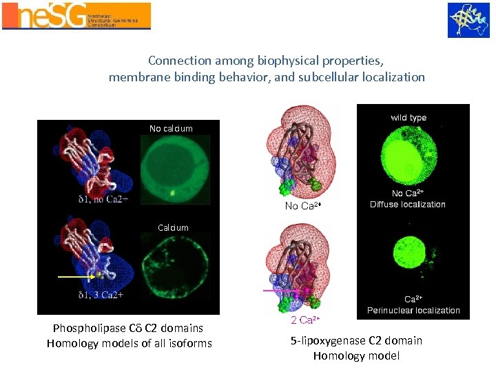 Connection among biophysical properties, membrane binding behavior, and subcellular localization No calcium Calcium Phospholipase