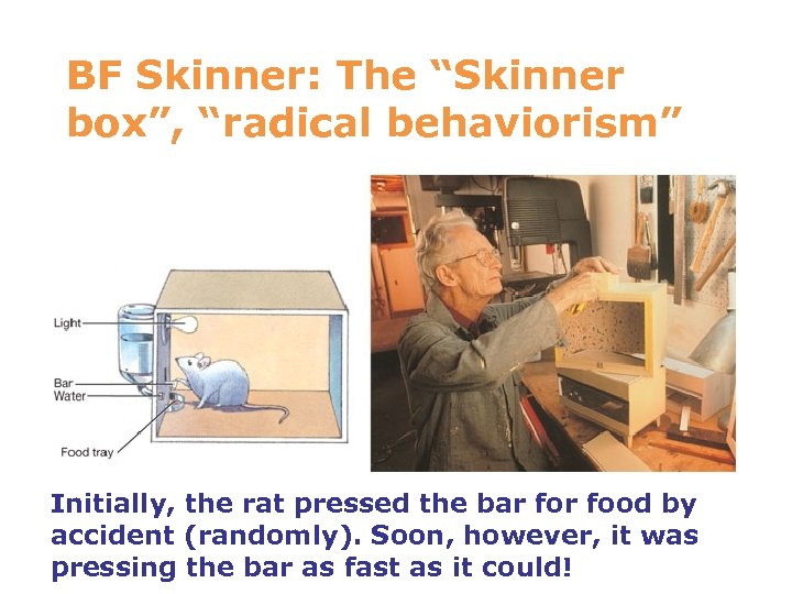 BF Skinner: The “Skinner box”, “radical behaviorism” Initially, the rat pressed the bar food