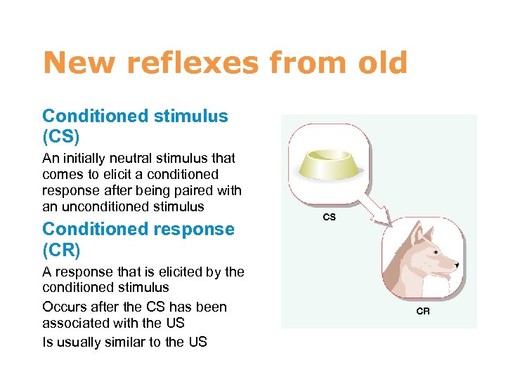 7 New reflexes from old Conditioned stimulus (CS) An initially neutral stimulus that comes