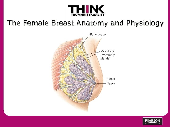 The Female Breast Anatomy and Physiology 