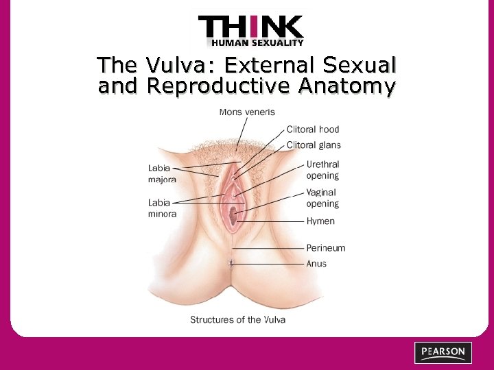 The Vulva: External Sexual and Reproductive Anatomy 