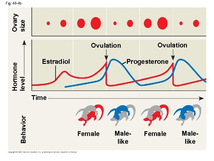 Ovary size Fig. 46 -4 b Ovulation Hormone level Ovulation Progesterone Estradiol Behavior Time