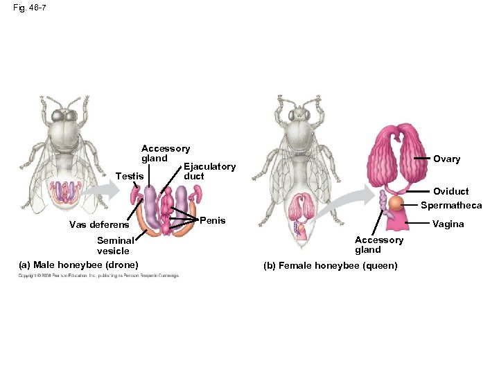 Fig. 46 -7 Accessory gland Ejaculatory duct Testis Ovary Oviduct Spermatheca Vas deferens Seminal