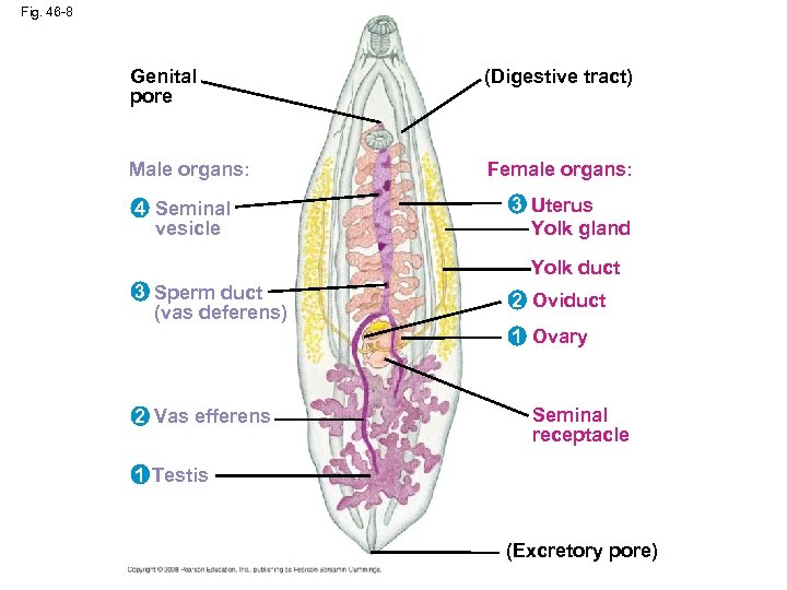 Fig. 46 -8 Genital pore (Digestive tract) Male organs: Female organs: 4 Seminal vesicle