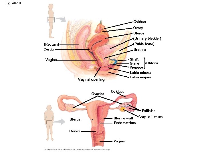 Fig. 46 -10 Oviduct Ovary Uterus (Urinary bladder) (Pubic bone) (Rectum) Cervix Urethra Shaft