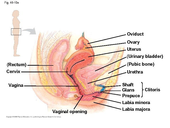 Fig. 46 -10 a Oviduct Ovary Uterus (Urinary bladder) (Rectum) (Pubic bone) Cervix Urethra