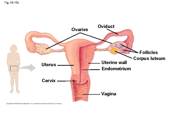 Fig. 46 -10 b Ovaries Uterus Oviduct Uterine wall Endometrium Cervix Vagina Follicles Corpus