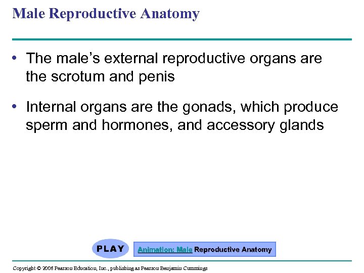 Male Reproductive Anatomy • The male’s external reproductive organs are the scrotum and penis