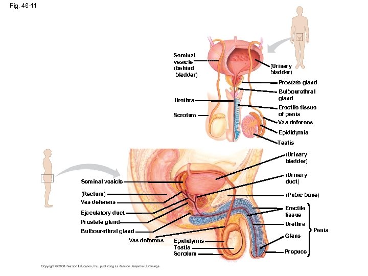 Fig. 46 -11 Seminal vesicle (behind bladder) (Urinary bladder) Prostate gland Urethra Scrotum Bulbourethral