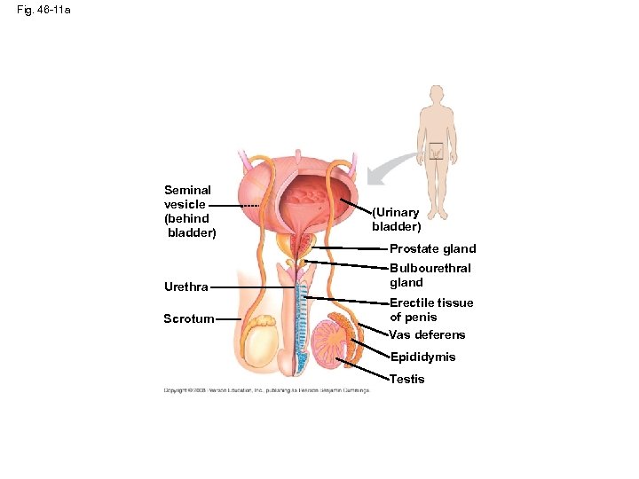 Fig. 46 -11 a Seminal vesicle (behind bladder) (Urinary bladder) Prostate gland Urethra Scrotum