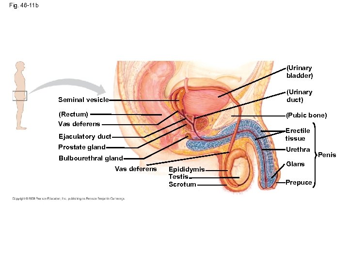 Fig. 46 -11 b (Urinary bladder) (Urinary duct) Seminal vesicle (Rectum) Vas deferens (Pubic