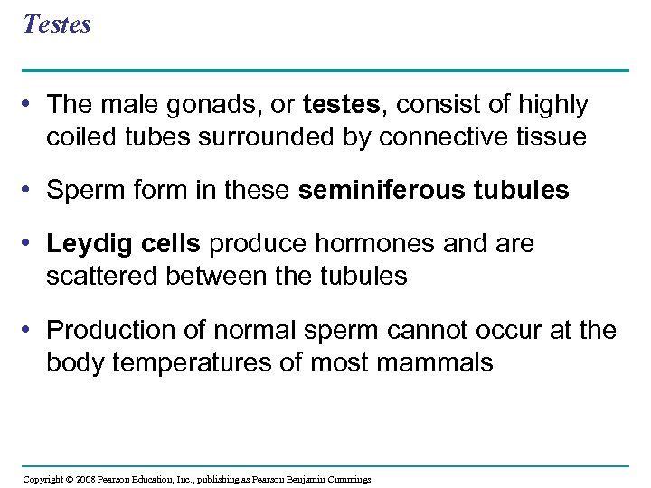 Testes • The male gonads, or testes, consist of highly coiled tubes surrounded by