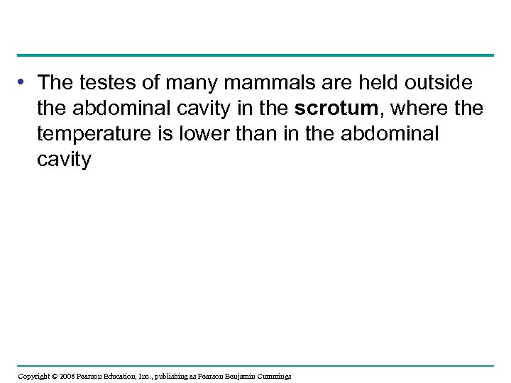  • The testes of many mammals are held outside the abdominal cavity in