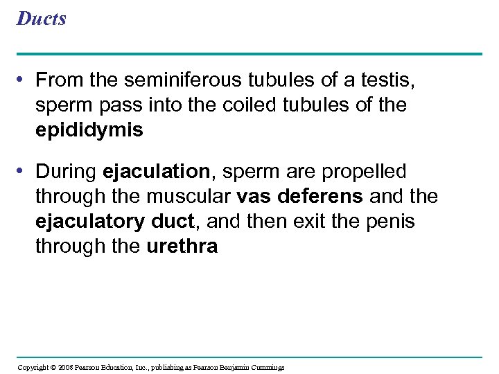 Ducts • From the seminiferous tubules of a testis, sperm pass into the coiled