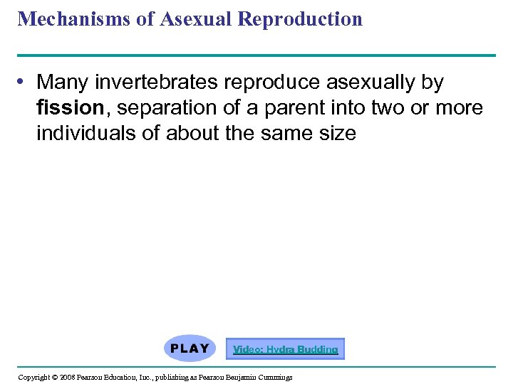 Mechanisms of Asexual Reproduction • Many invertebrates reproduce asexually by fission, separation of a