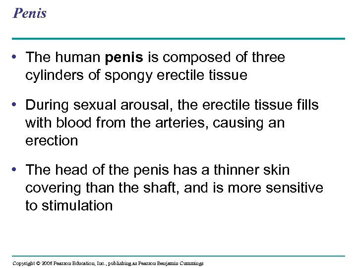 Penis • The human penis is composed of three cylinders of spongy erectile tissue