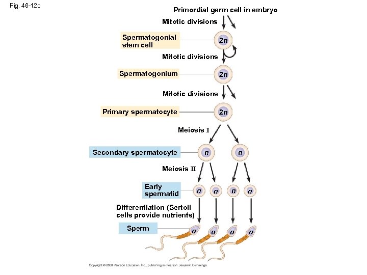 Fig. 46 -12 c Primordial germ cell in embryo Mitotic divisions Spermatogonial stem cell