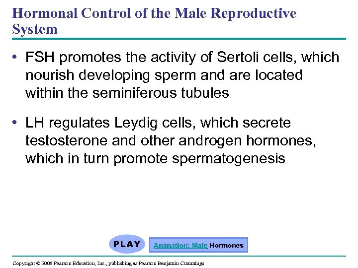 Hormonal Control of the Male Reproductive System • FSH promotes the activity of Sertoli