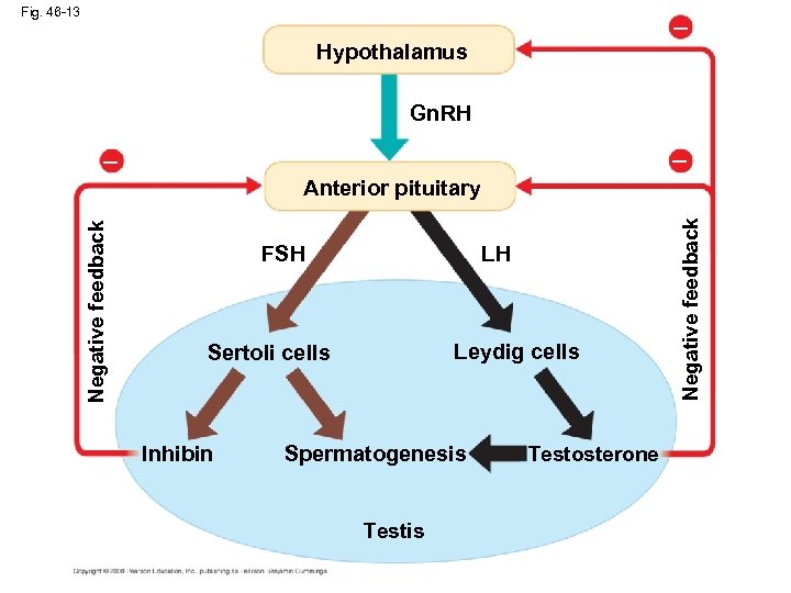 Fig. 46 -13 – Hypothalamus Gn. RH – – FSH LH Leydig cells Sertoli