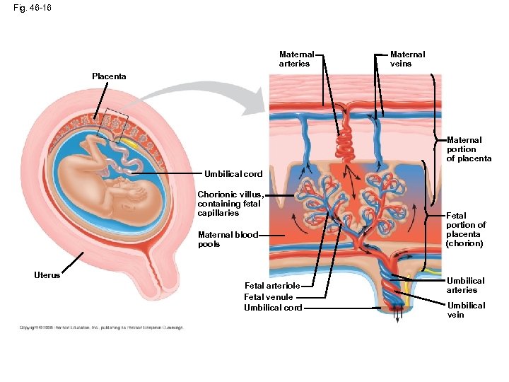 Fig. 46 -16 Maternal arteries Maternal veins Placenta Maternal portion of placenta Umbilical cord