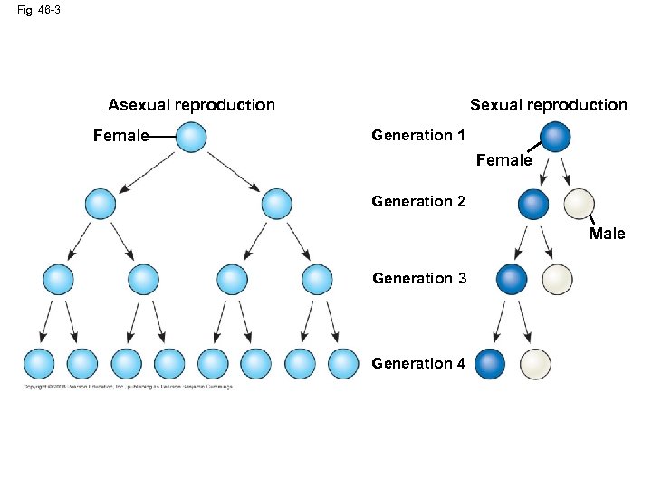 Fig. 46 -3 Sexual reproduction Asexual reproduction Female Generation 1 Female Generation 2 Male