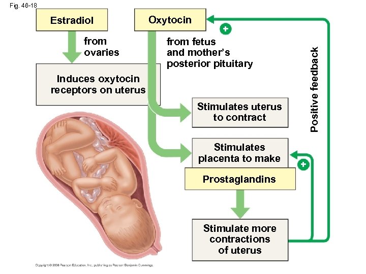 Fig. 46 -18 from ovaries Oxytocin + from fetus and mother’s posterior pituitary Positive