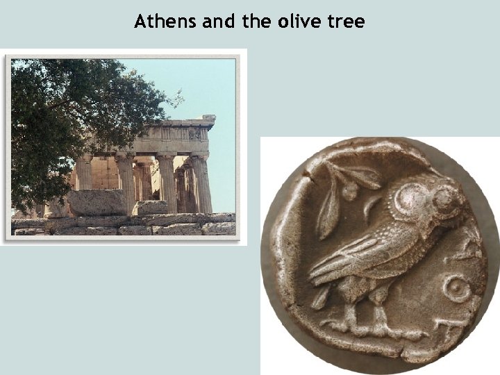 Athens and the olive tree 5 