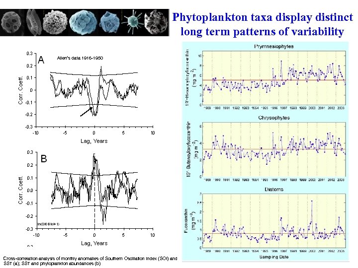 Phytoplankton taxa display distinct long term patterns of variability Allen’s data 1916 -1950 Cross-correlation
