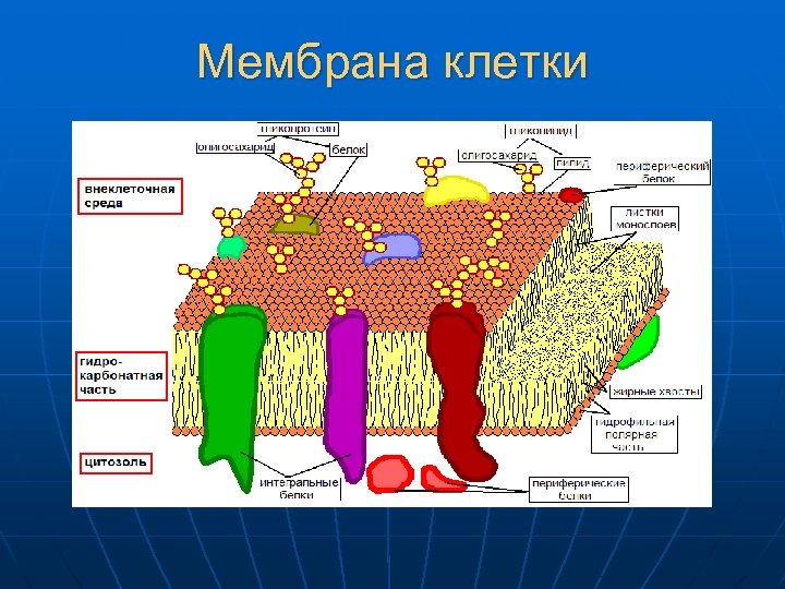 Мембрана клетки 