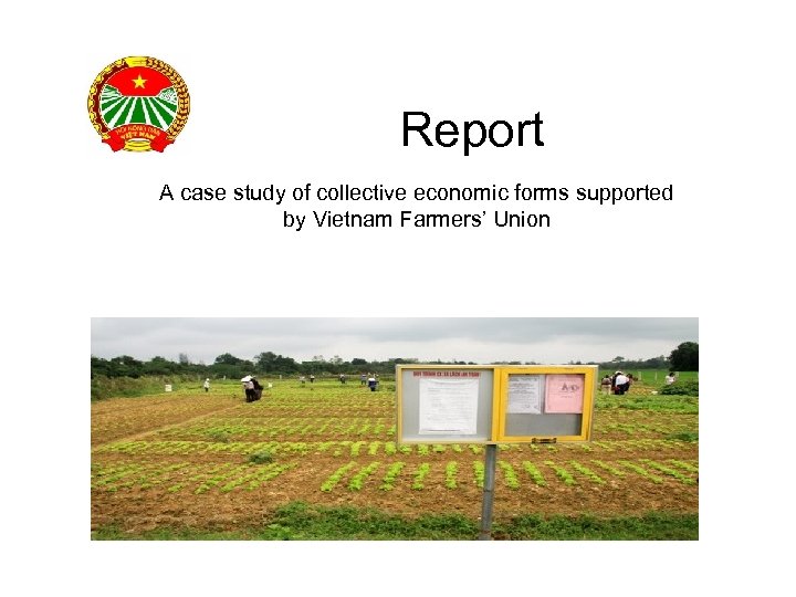 Report A case study of collective economic forms supported by Vietnam Farmers’ Union 