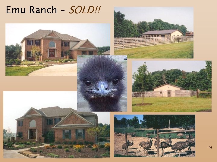 Emu Ranch – SOLD!! 19 