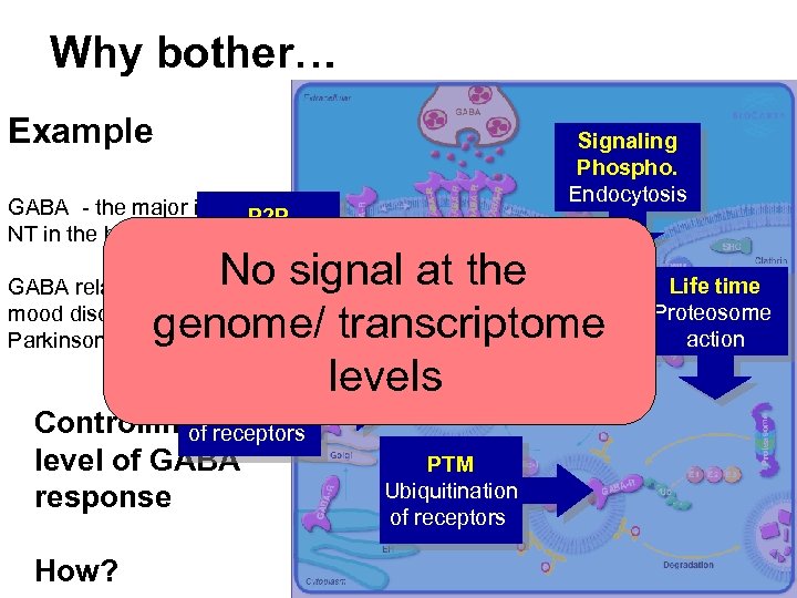 Why bother… Example Signaling Phospho. Endocytosis GABA - the major inhibitory P 2 P
